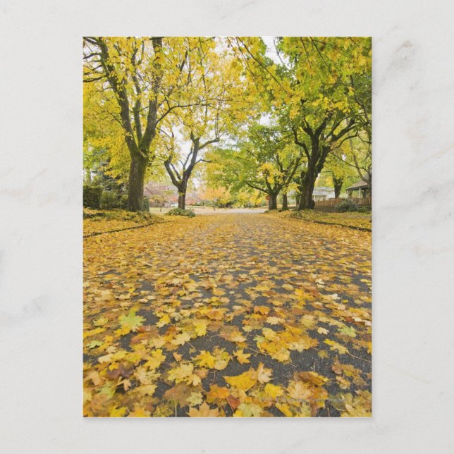 Postal Eastmoreland En Autumn Road and tree view (Anverso)