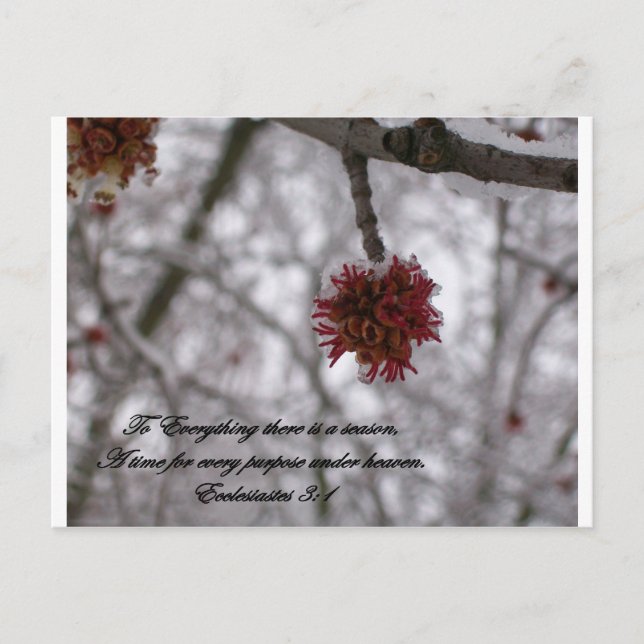 Postal Ecclesiastes 3:1 (Anverso)