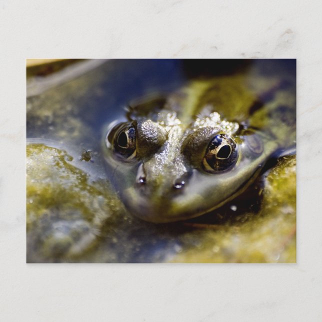 Postal Echa un vistazo (Anverso)