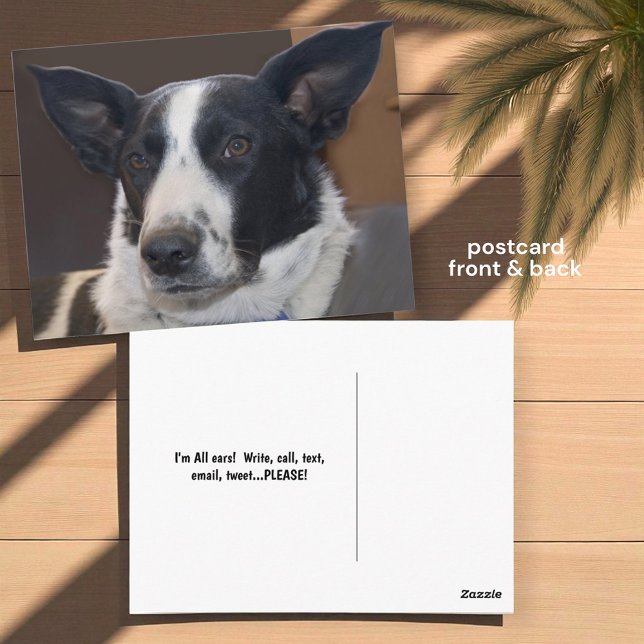 Postal Echando de menos a Border Collie Perro Orejas Ergu (front and back postcard insitu)