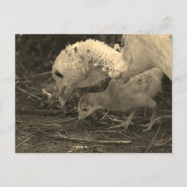 Postal Echando un vistazo más cercano -