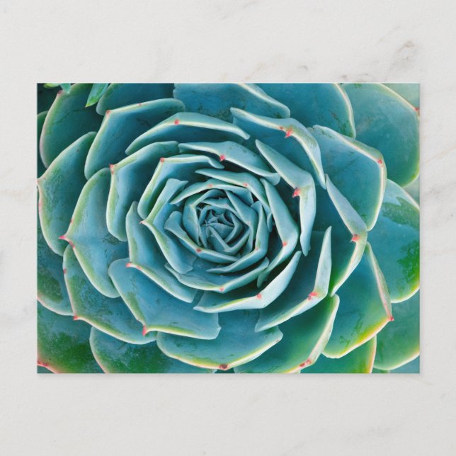 Postal Echeveria Roseta, Jardín Secreto de Marrakech (Anverso)