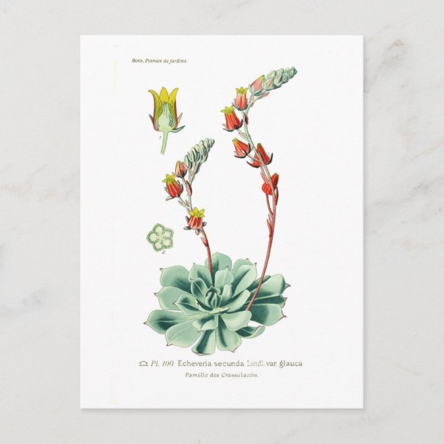 Postal Echeveria secunda (Anverso)
