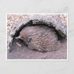 Postal echidna