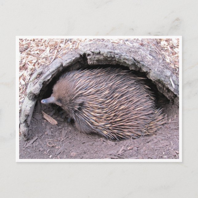 Postal echidna (Anverso)
