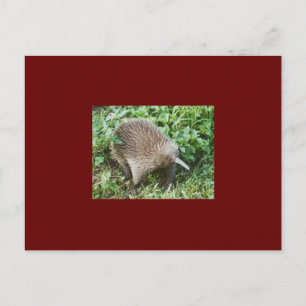 POSTAL ECHIDNA
