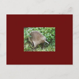POSTAL ECHIDNA