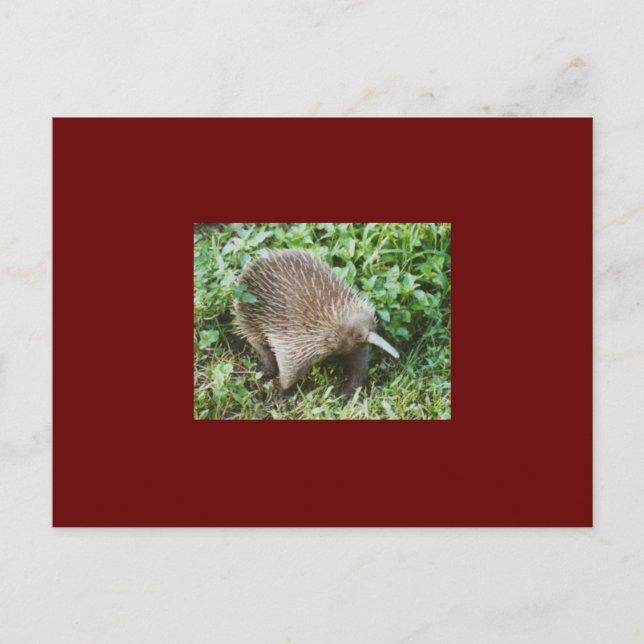 POSTAL ECHIDNA (Anverso)