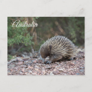 Postal Echidna, Anteatra espinosa, Australia