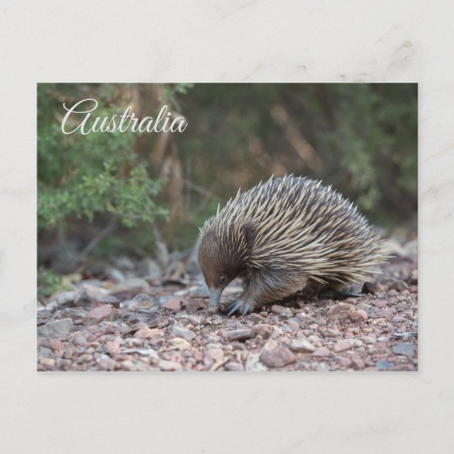 Postal Echidna, Anteatra espinosa, Australia (Anverso)