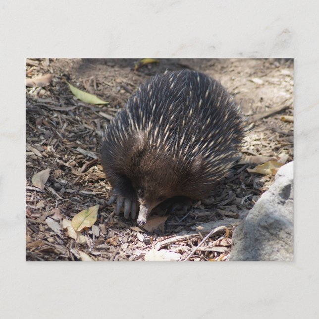Postal Echidna Australia (Anverso)