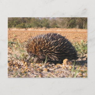 Postal Echidna Encuentra Alimentos En El Suelo