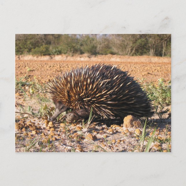 Postal Echidna Encuentra Alimentos En El Suelo (Anverso)