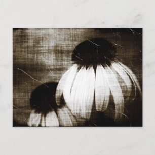 Postal Echinacea Dark Dreams