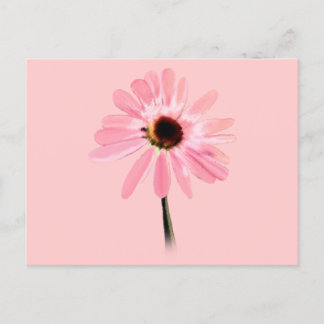 Postal Echinacea purpurea