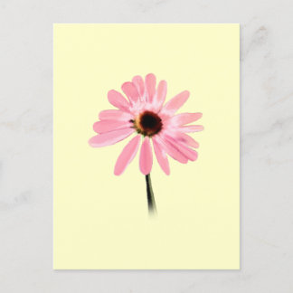 Postal Echinacea purpurea