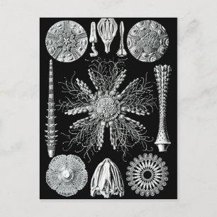 Postal Echinidea Postcard