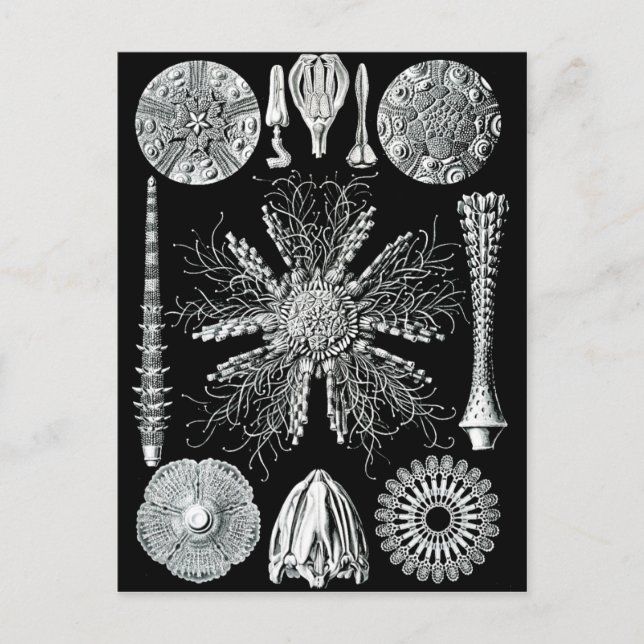 Postal Echinidea Postcard (Anverso)