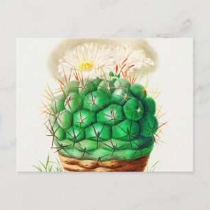Postal Echinocactus Cactus vintage