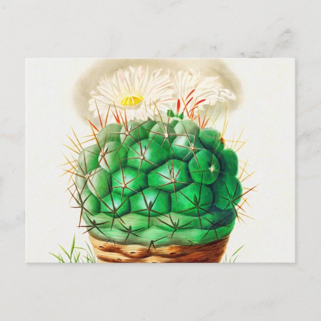 Postal Echinocactus Cactus vintage (Anverso)