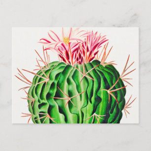 Postal Echinocactus Pentacanthus Cactus vintage