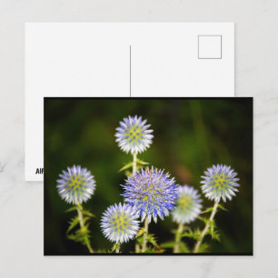 Postal Echinops Sphaerocephalus, Cardos globosos glandula