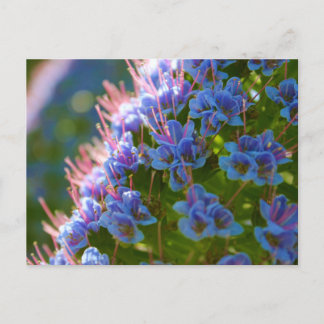 Postal Echium Candicans