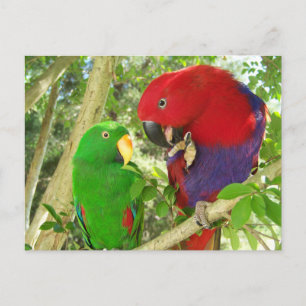 Postal Eclectus Pair
