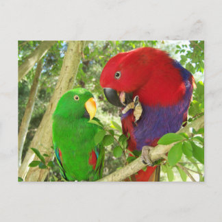 Postal Eclectus Pair