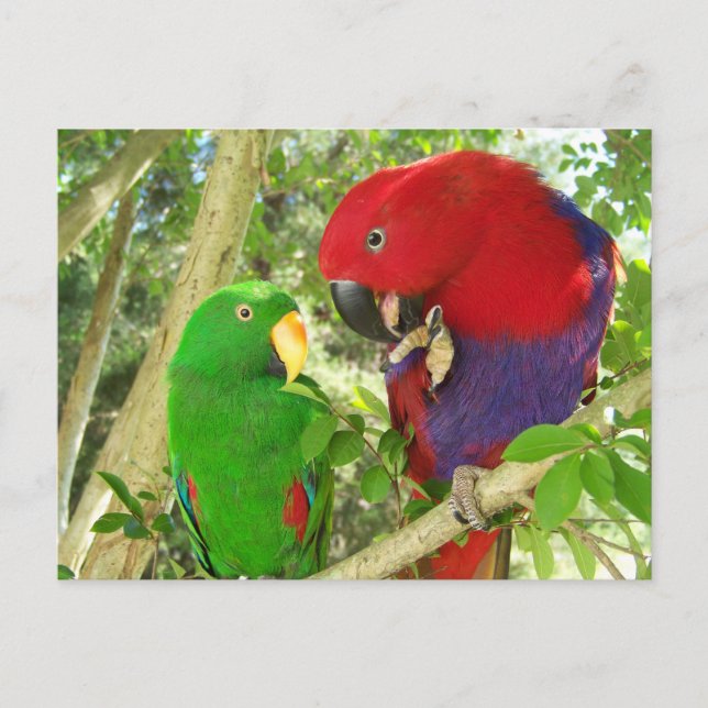 Postal Eclectus Pair (Anverso)