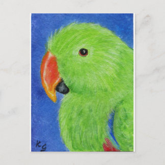 Postal Eclectus Parrot