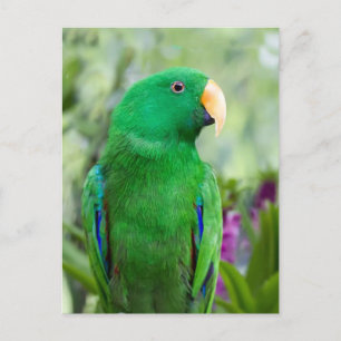 Postal Eclectus Parrot Male