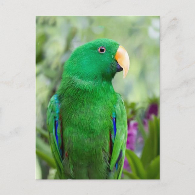 Postal Eclectus Parrot Male (Anverso)