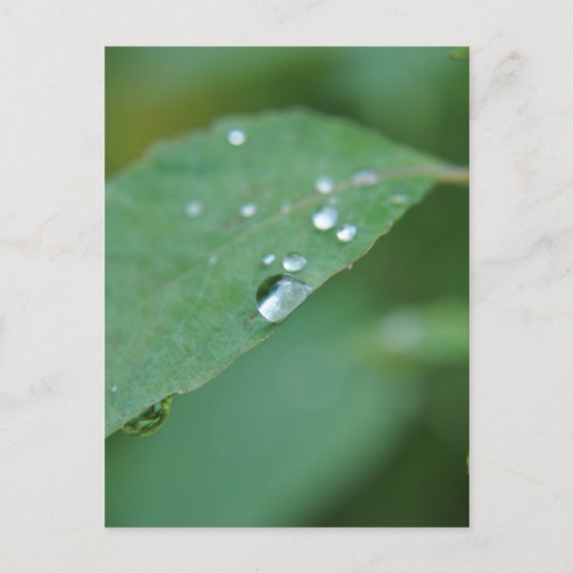 Postal Eco (Anverso)