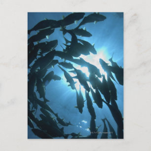 Postal Ecuador, archipiélago de las Galápagos, Isla Wolf