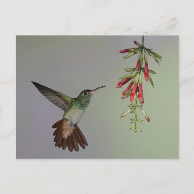 Postal Ecuador, casa de campo del pájaro de Tandayapa. (Anverso)