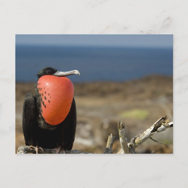 Postal Ecuador, Galápagos, Isla Genovesa. Príncipe (Anverso)