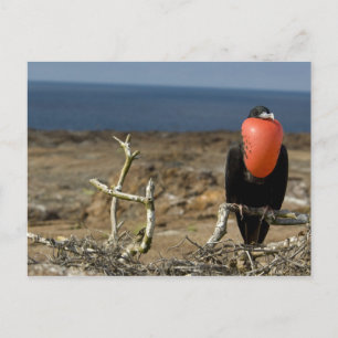 Postal Ecuador, Galápagos, Isla Genovesa. Príncipe