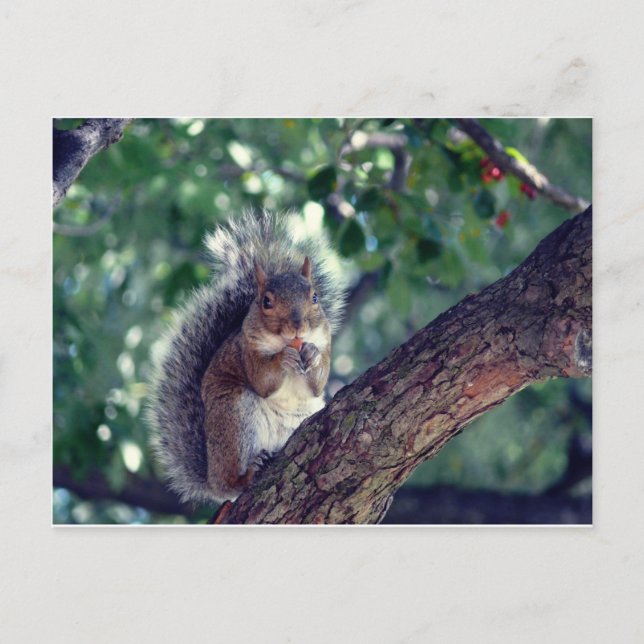 Postal Écureuil (Anverso)