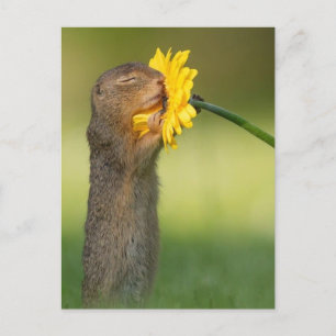 Postal Ecureuil sentant une fleur
