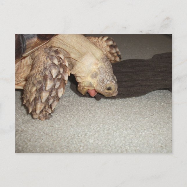 Postal Ed y Sock, Sulcata Tortoise Bath Mat (Anverso)