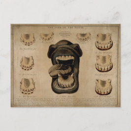 Postal Edades de los Dientes de la Boca del Caballo, acua