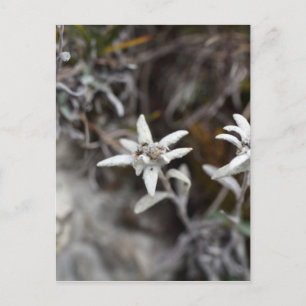Postal Edelweiss alpino