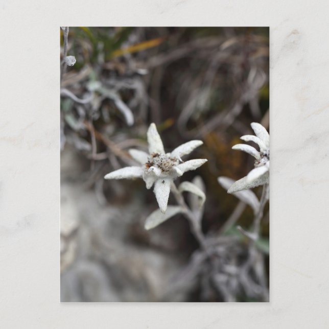 Postal Edelweiss alpino (Anverso)