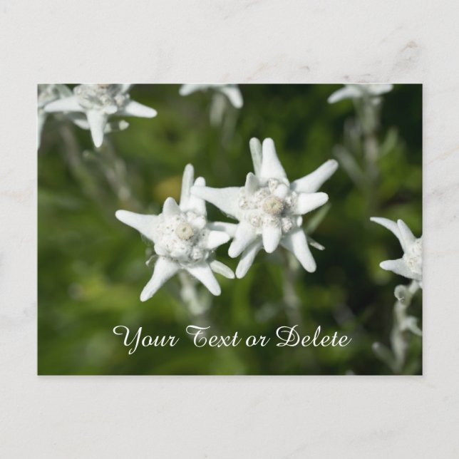 Postal Edelweiss Bloom (Anverso)