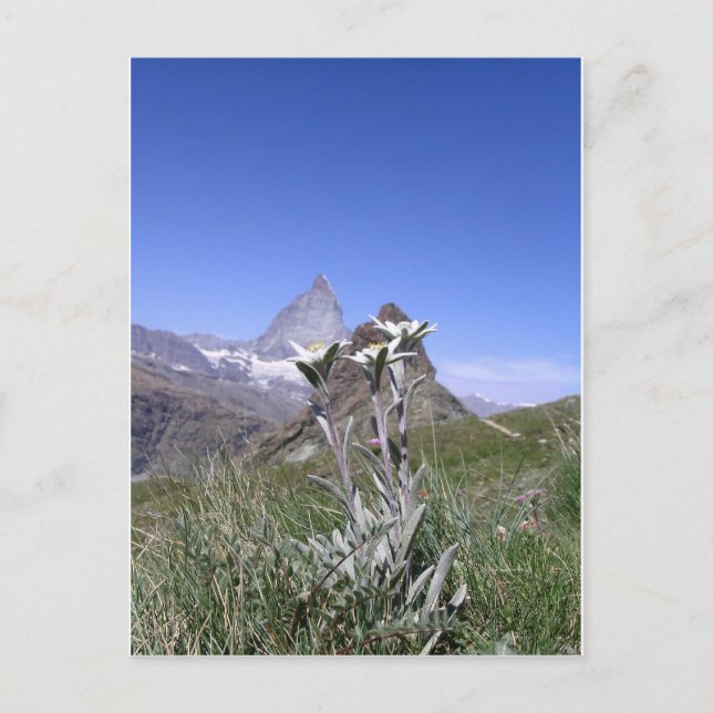 Postal Edelweiss y Cervino (Anverso)