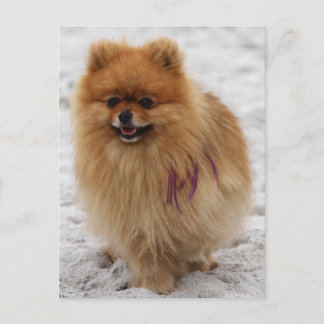 Postal Edgrrr #2 - Pomeraniano