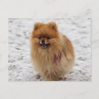 Postal Edgrrr #2 - Pomeraniano