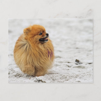 Postal Edgrrr #3 - Pomeraniano