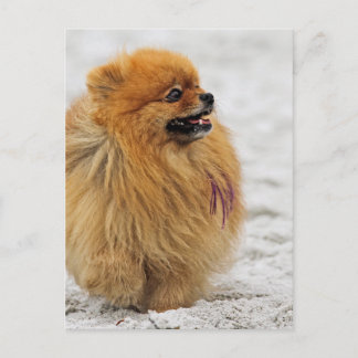 Postal Edgrrrr #3 - Pomeranian